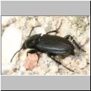 Poecilus cf lepidus - Laufkaefer 01 10mm Teverener Heide.jpg